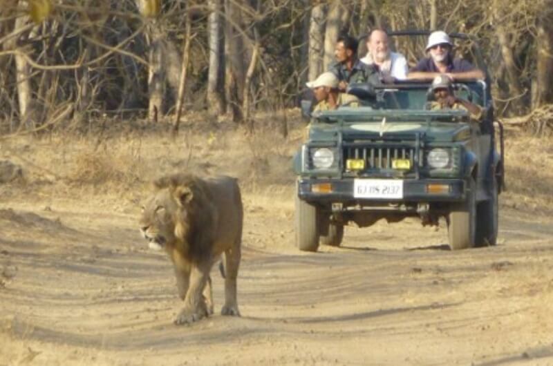 Sasan Gir Wildlife Sanctuary Gujarat